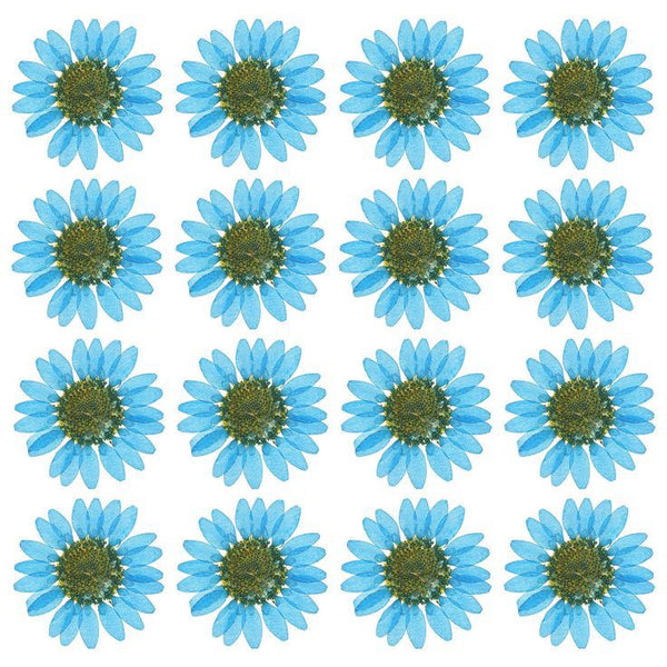 Pressed Dry Daisy Sheet : light Blue