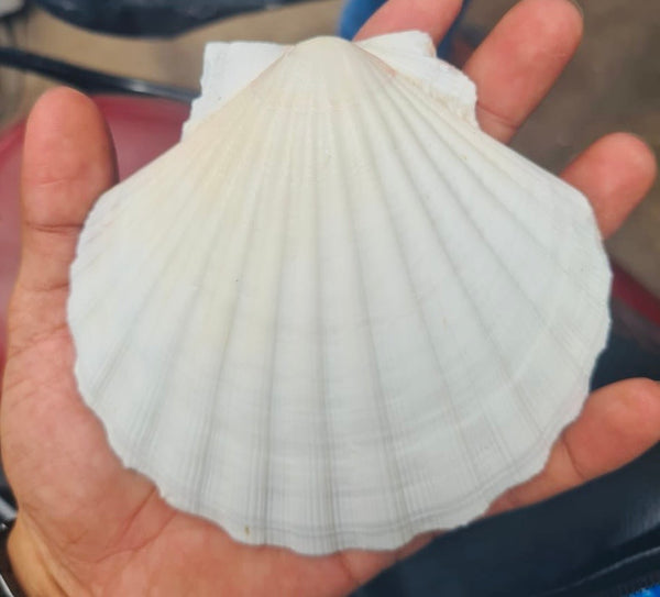 Scallop Shell