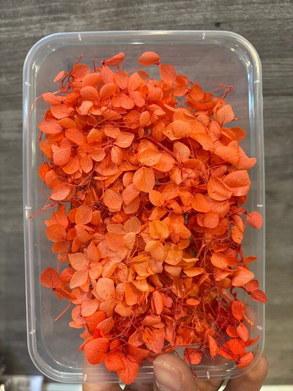 DryFlower-Hydrangeas Red Orange