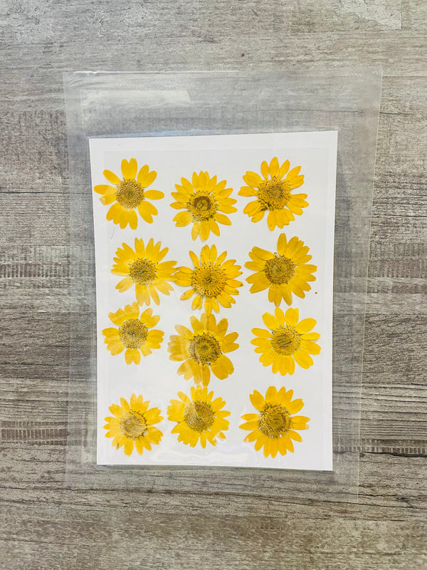 Pressed Dry Flower Sheets-Yellow [Pack of 12 Daisies]