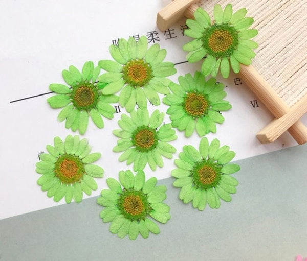 Pressed Dry Flower Sheets - Green [Pack of 12 Daisies]