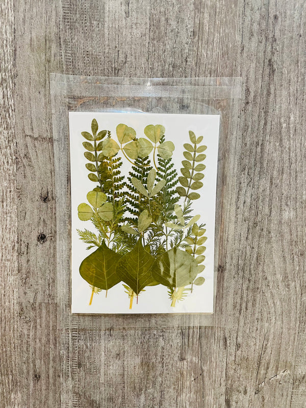 Pressed Dry Flower Sheet : Forest