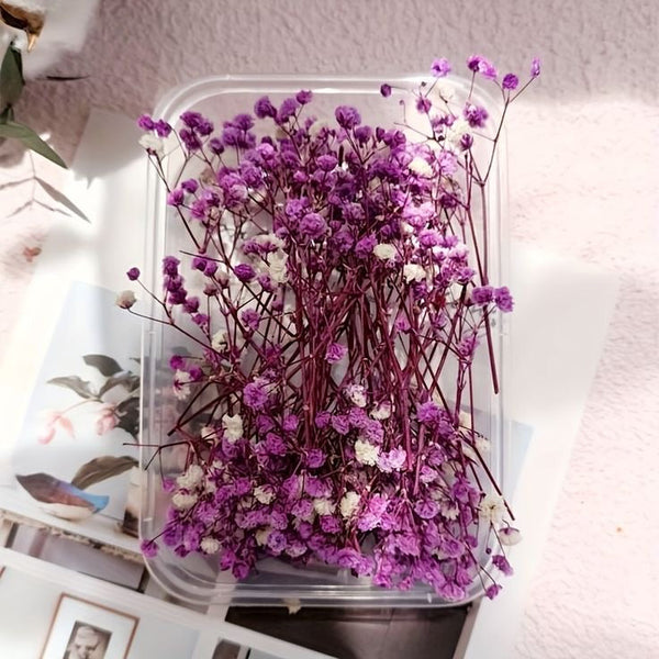 Dried Gypsy Flower Box : Ombré Purple