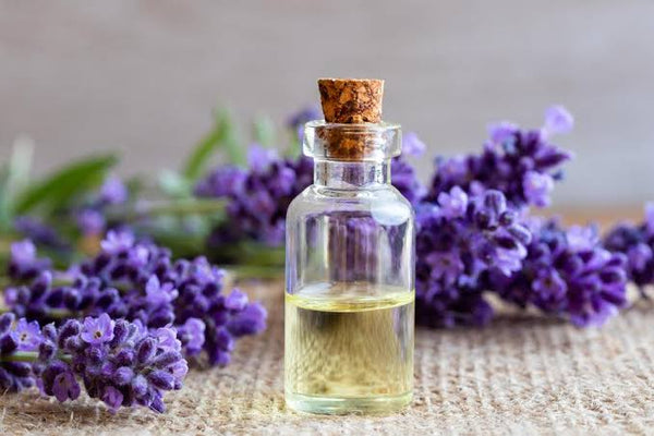 Candle Aroma Oil : Lavender 15 ml