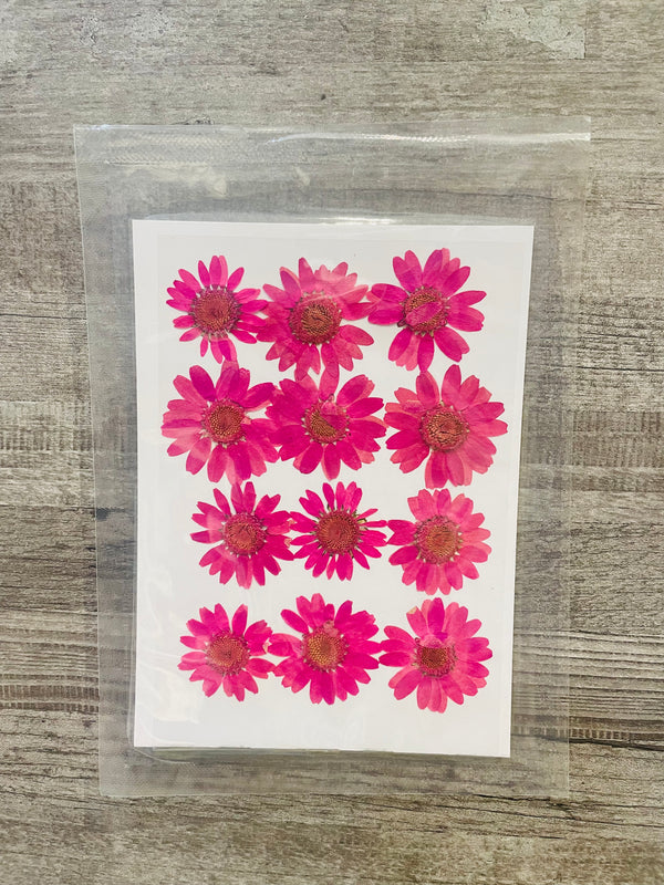 Pressed Dry Flower Sheets - Pink  [Pack of 12 Daisies]