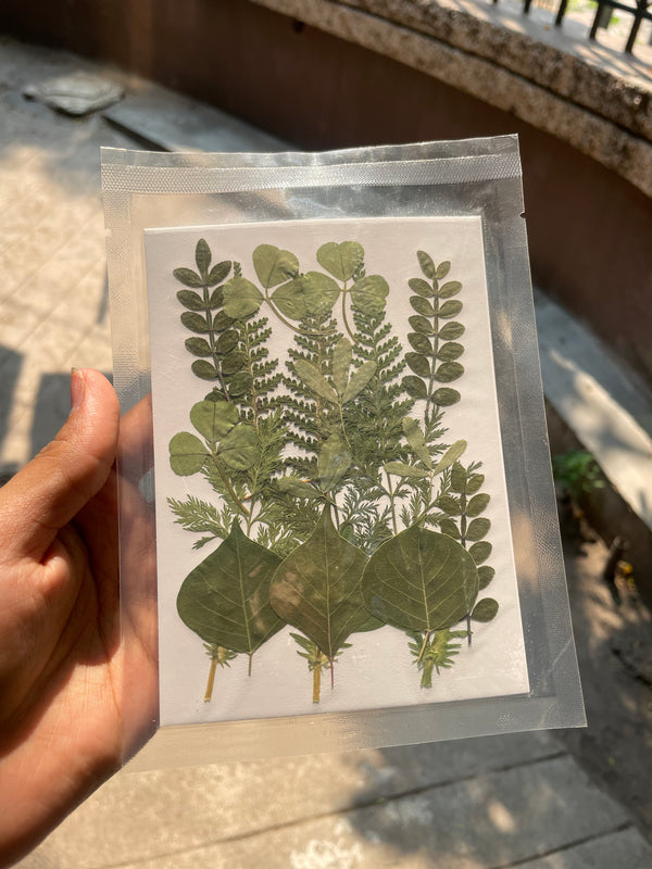 Pressed Dry Flower Sheet : Forest