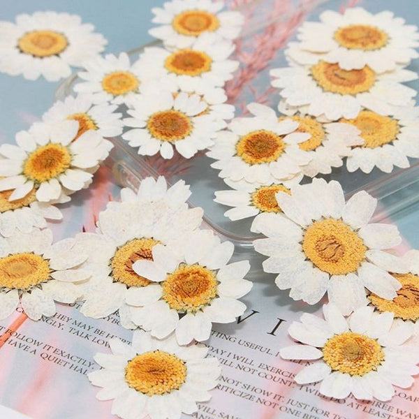 Pressed Dry Flower Sheets - White [Pack of 12 Daisies]