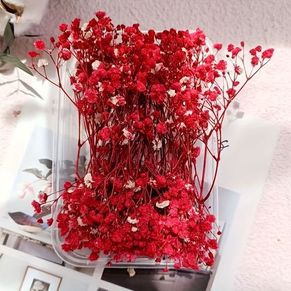 Dried Gypsy Flower Box : Red