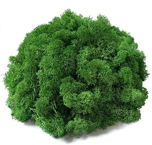 Dry Moss Box : Dark Green