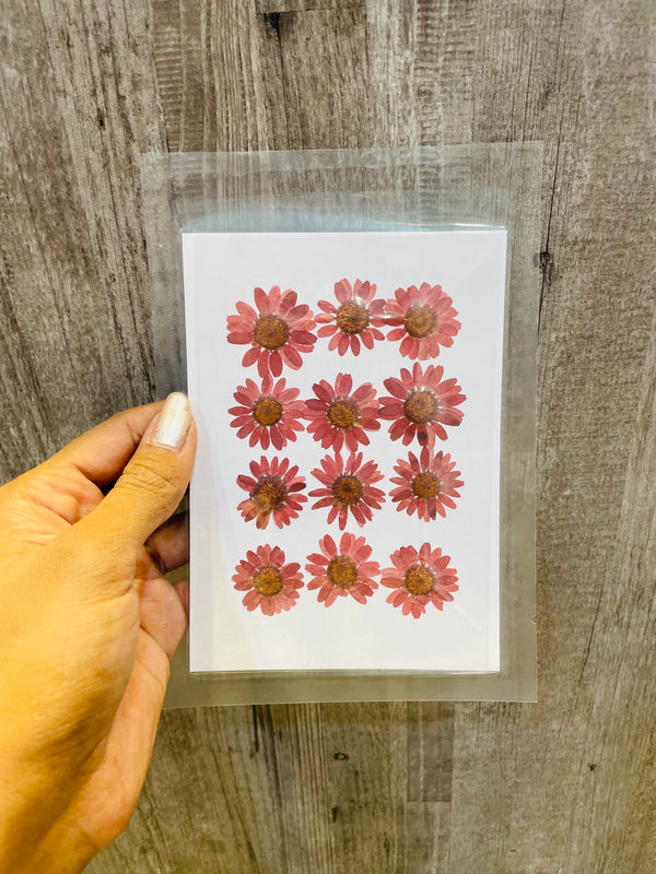 Pressed Dry Daisy Sheet : Brown