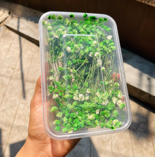 Dried Gypsy Flower Box : Green