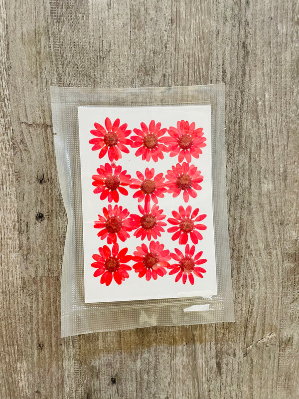 Pressed Dry Flower Sheets - Red [Pack of 12 Daisies]