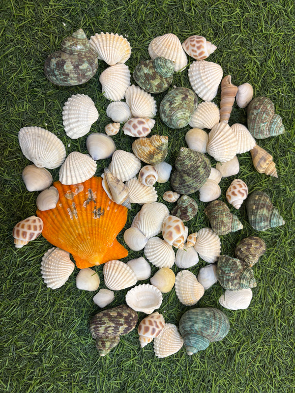 Premium Ocean Sea Shells - Mix