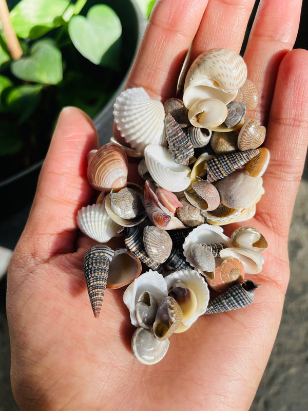 Mix Sea Shells