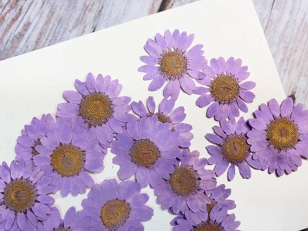 Pressed Dry Flower Sheets - Lavender [Pack of 12 Daisies]