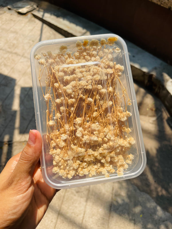 Dried Gypsy Flower Box : Off- White