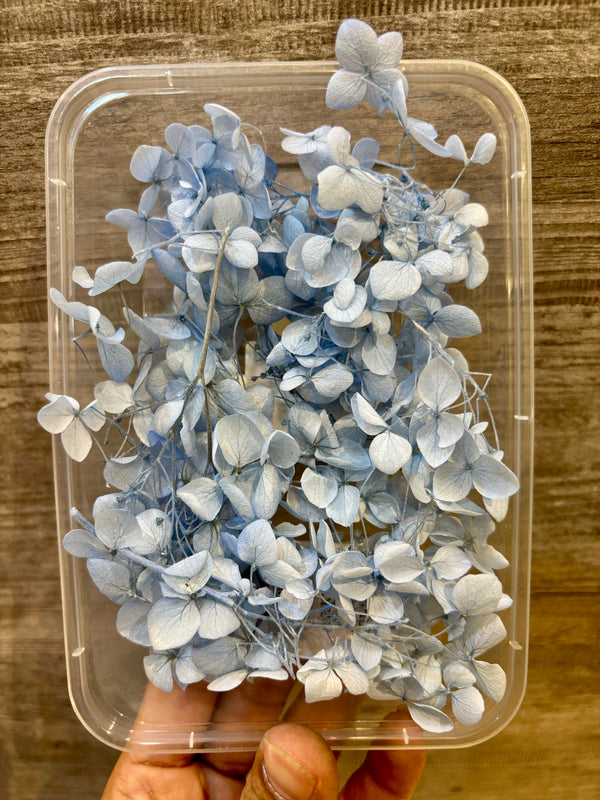 DryFlower-Hydrangeas Blue