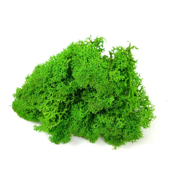 Dry Moss Box : Light Green