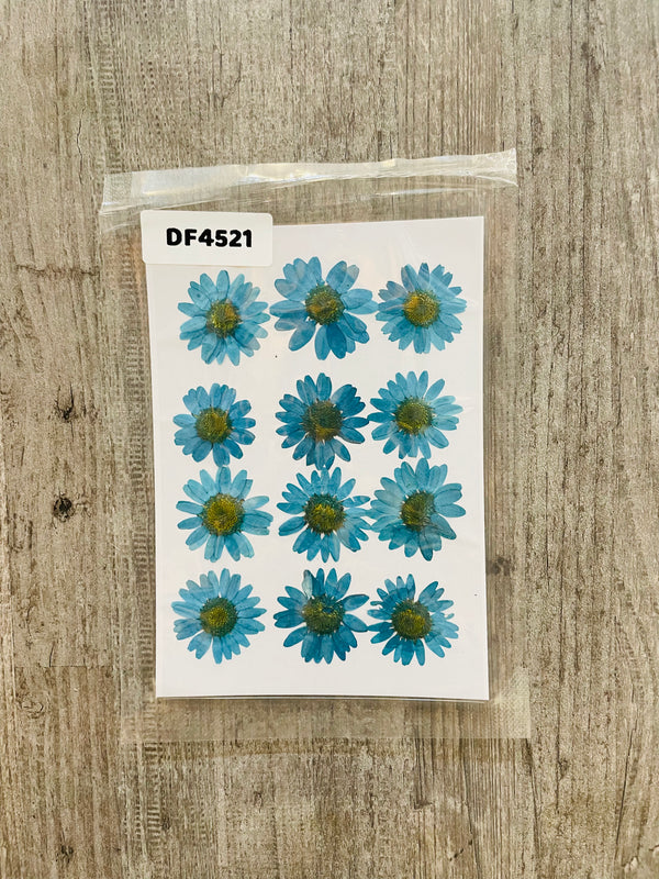 Pressed Dry Flower Sheets - Teal Blue [Pack of 12 Daisies]