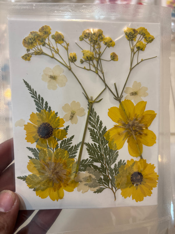 Pressed Flower Sheet - Yellow