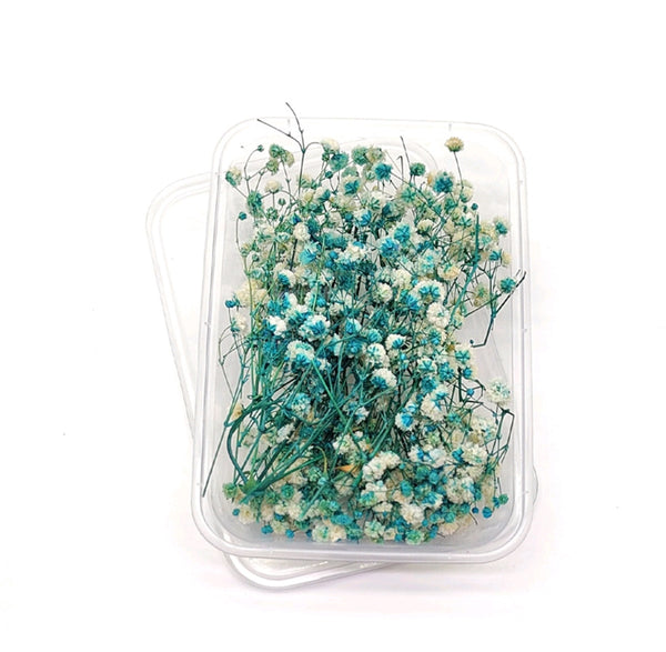 Dried Gypsy Flower Box : Ombré Aqua