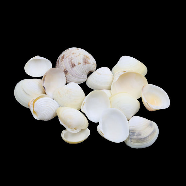 Sea Shells - White Mix