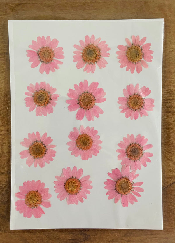 Pressed Dry Flower Sheets - Pink [Pack of 12 Daisies]