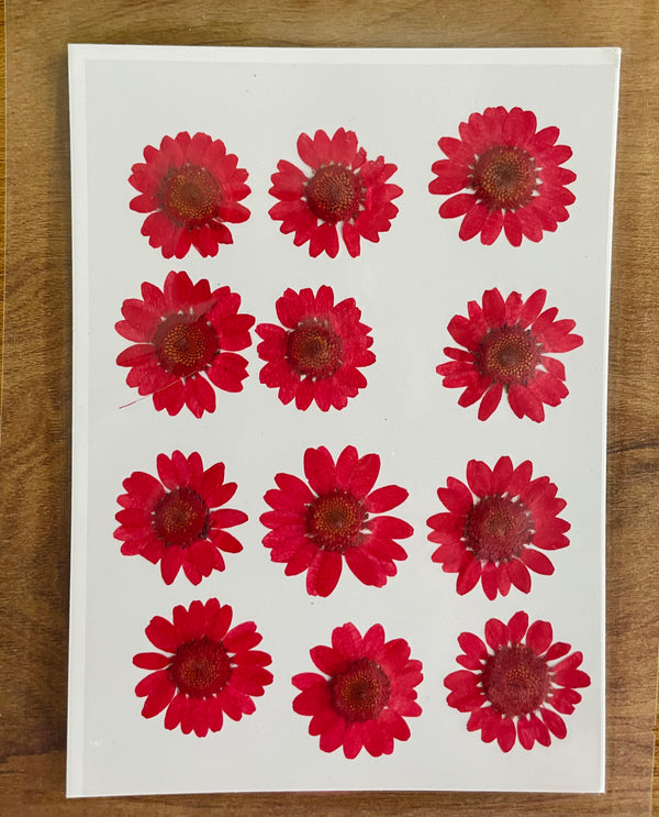 Pressed Dry Flower Sheets - Red [Pack of 12 Daisies]