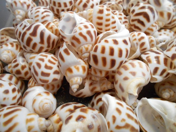 Sea Shells - Brown Mix