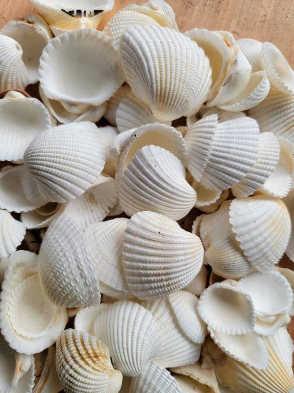 Sea Shells - White