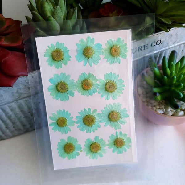 Pressed Dry Flower Sheets - Blue [Pack of 12 Daisies]