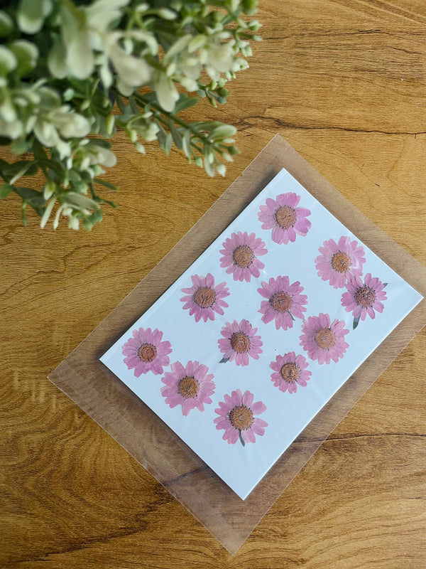 Pressed Dry Flower Sheets - Mauve [Pack of 12 Daisies]