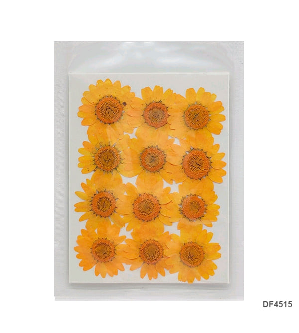 Pressed Daisy flower Sheet :  Orange