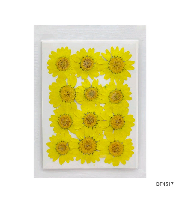 Pressed Daisy flower Sheet : Yellow